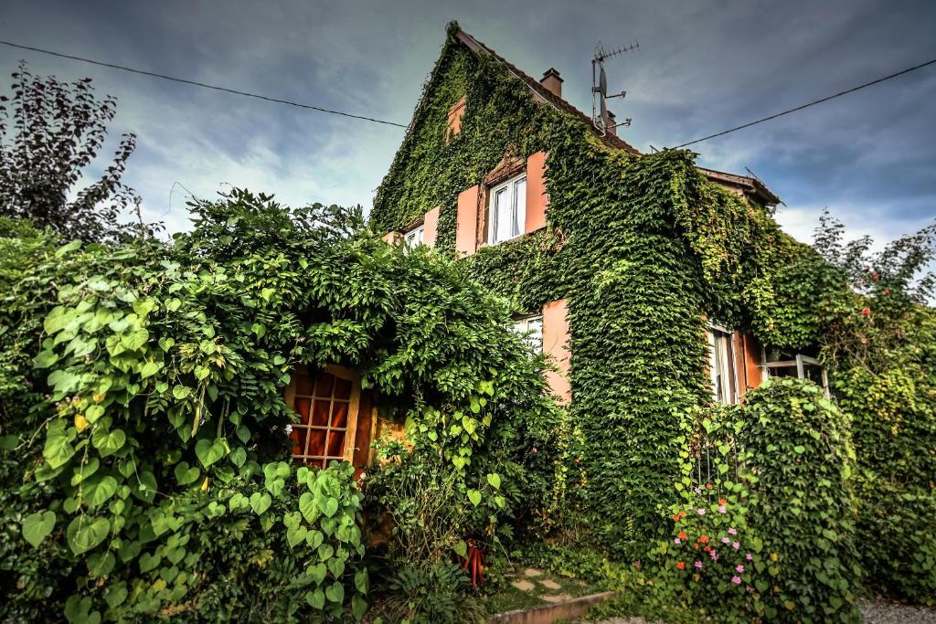 ❊ AU MURMURE DE L'EAU AU COEUR DE L'ALSACE ❊