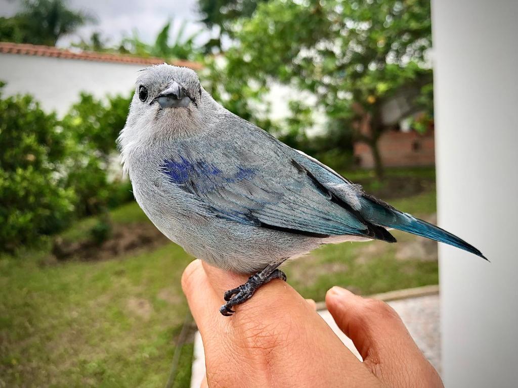 El Bongo de Chinauta photo 2
