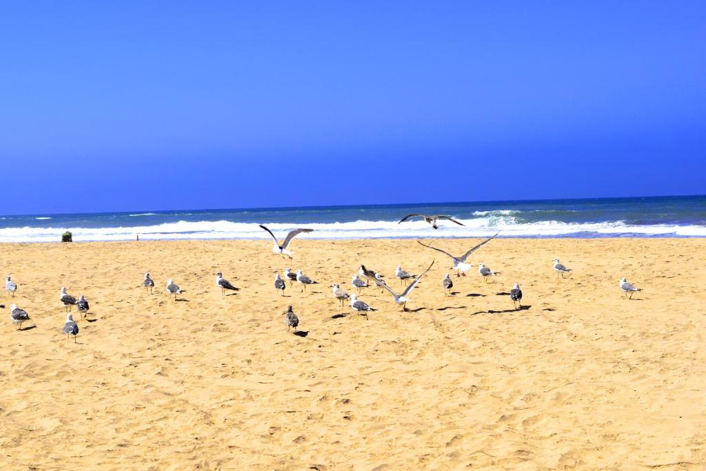 CASABAY Sidi Rahal, appartement avec accés direct à la plage et piscine photo 4