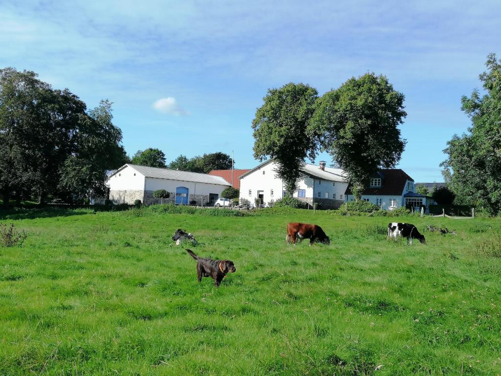 Pension Slotsgaarden jels photo 2