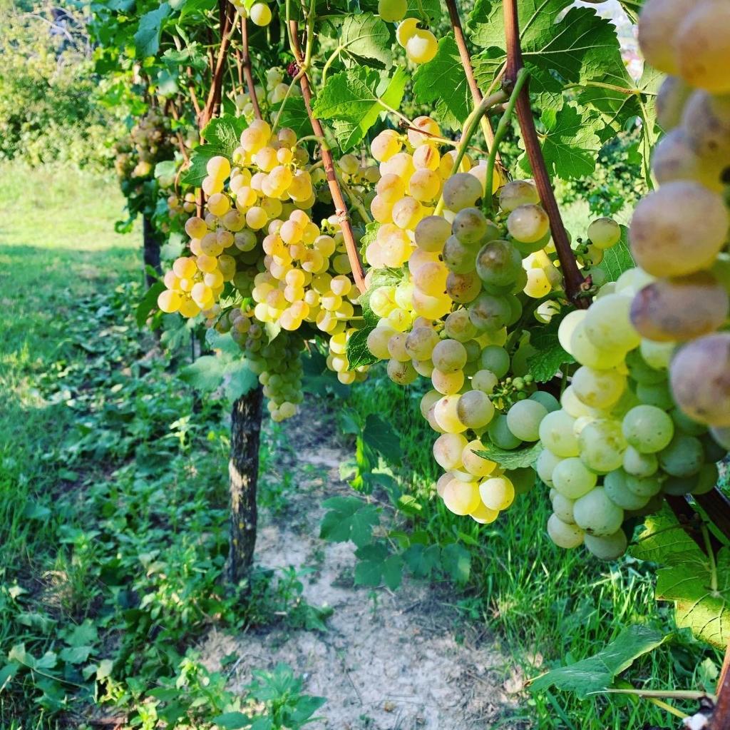 Rüdlins-Winzerhof photo 4