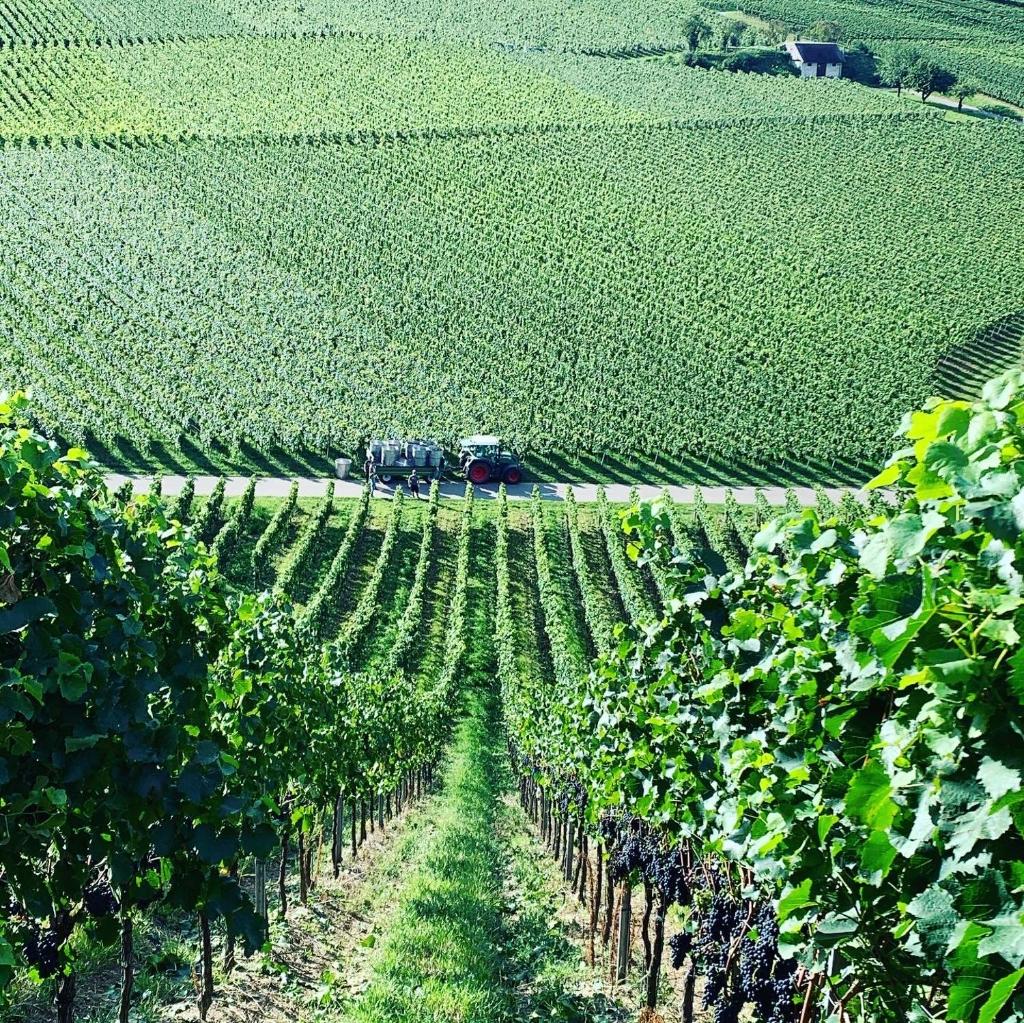 Rüdlins-Winzerhof photo 1