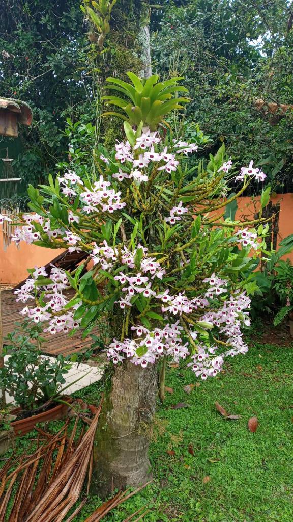 Viver Ubatuba photo 2