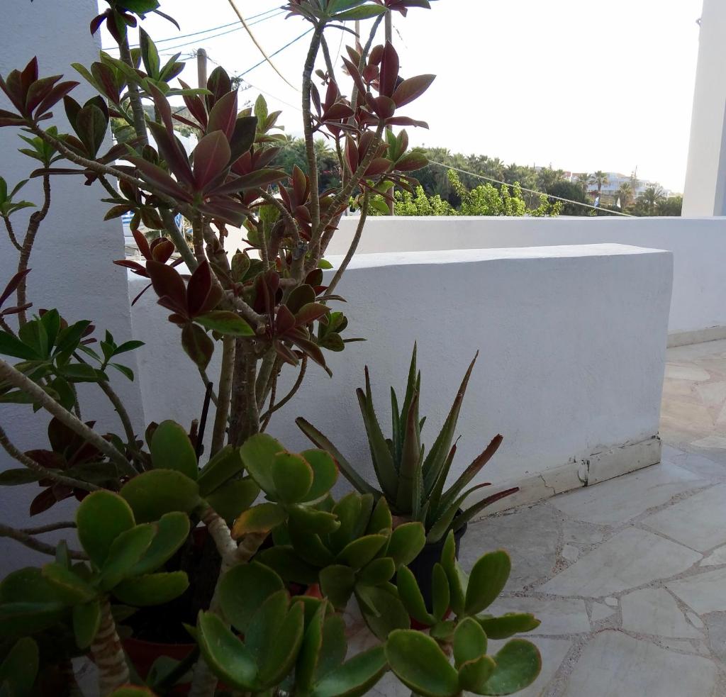 Studio in the Centre of Sissi photo 4