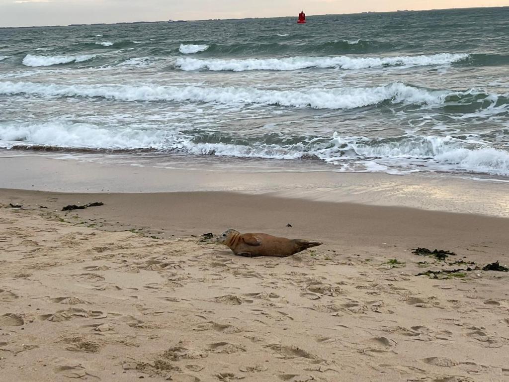 Vakantiewoning aan duinen en zee in Dishoek photo 1