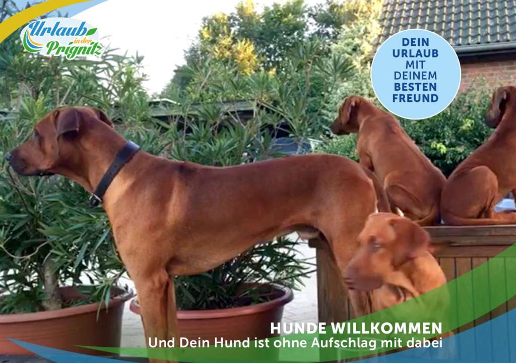 Wellness-Suite-im-Wald-am-See photo 4