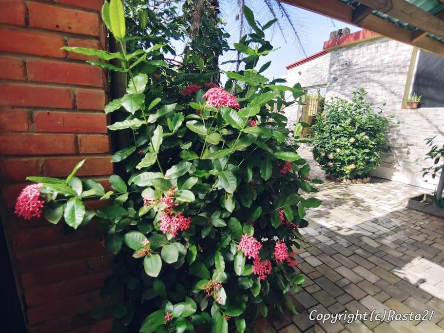 Résidence des hibiscus-roses: jardin, piscine... photo 1