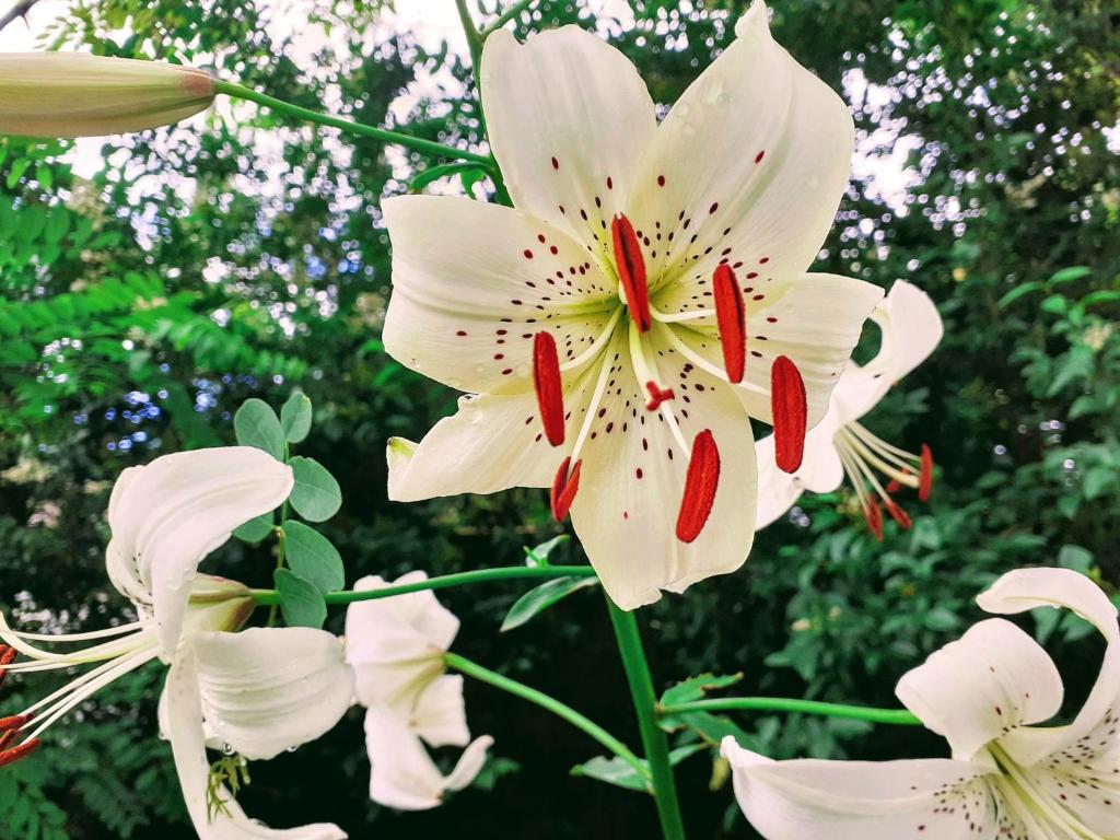 Fleur de Tilleul photo 4