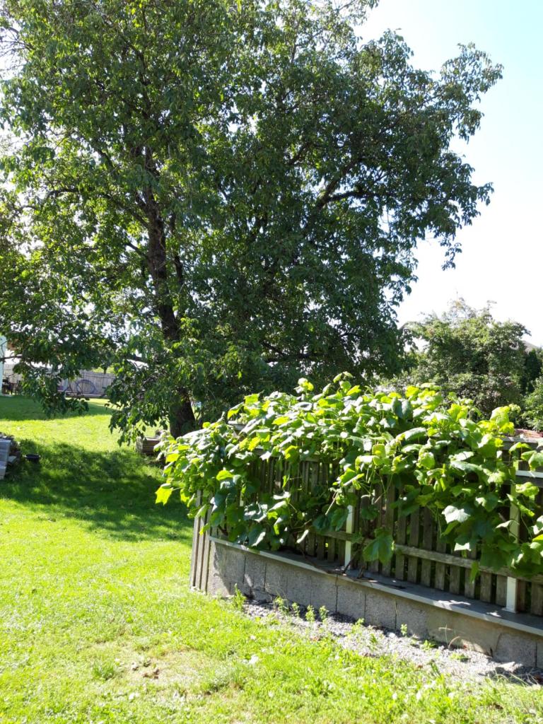 Ferienwohnung im Seidlerhof mit Balkon und Garten photo 1