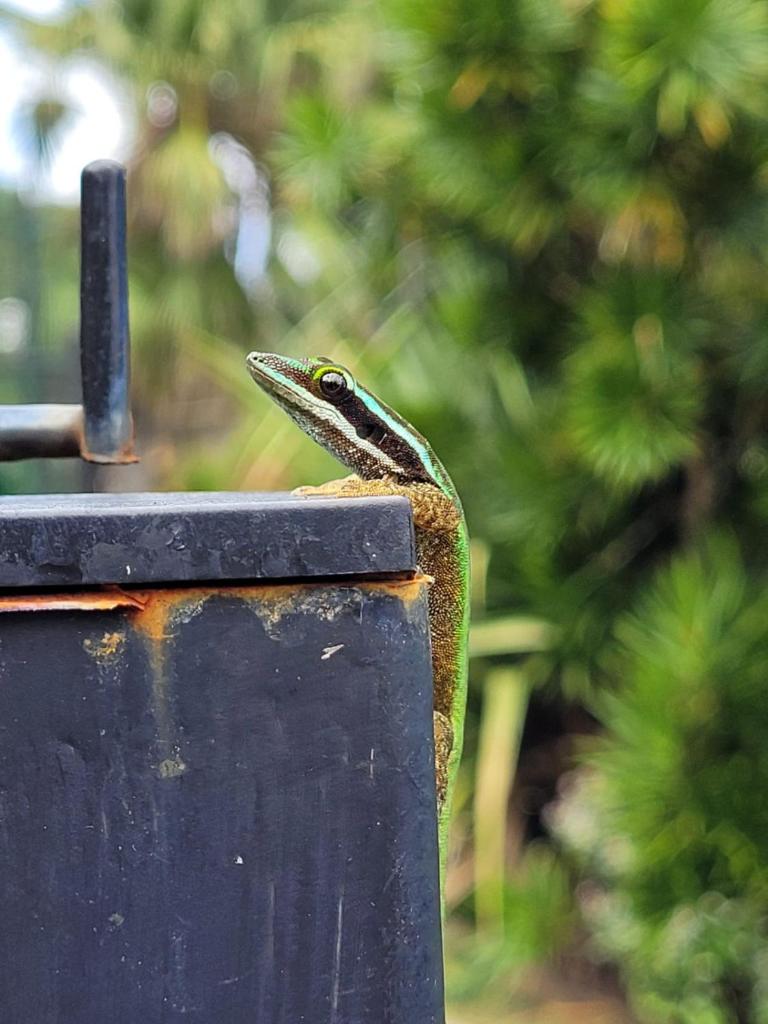 Le Gecko Vert photo 2