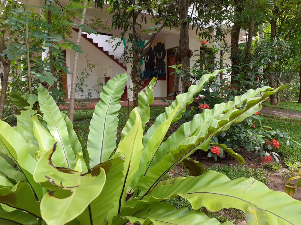 Yonara Green Rest photo 3