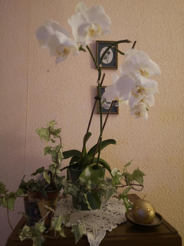 DvīņuMājas Vintage B&B photo 2