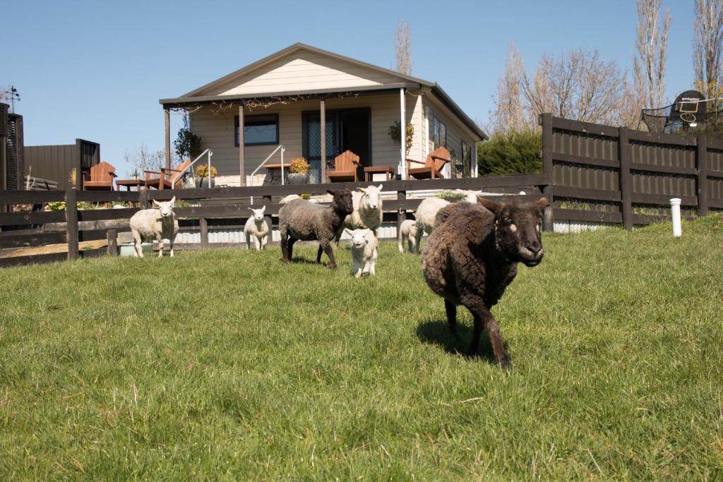 Shearvue Farmstay with Optional Free Farm Experience at 5pm photo 2