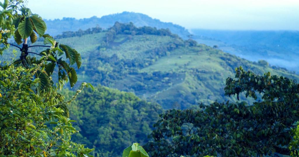 Guayabo Verde photo 1