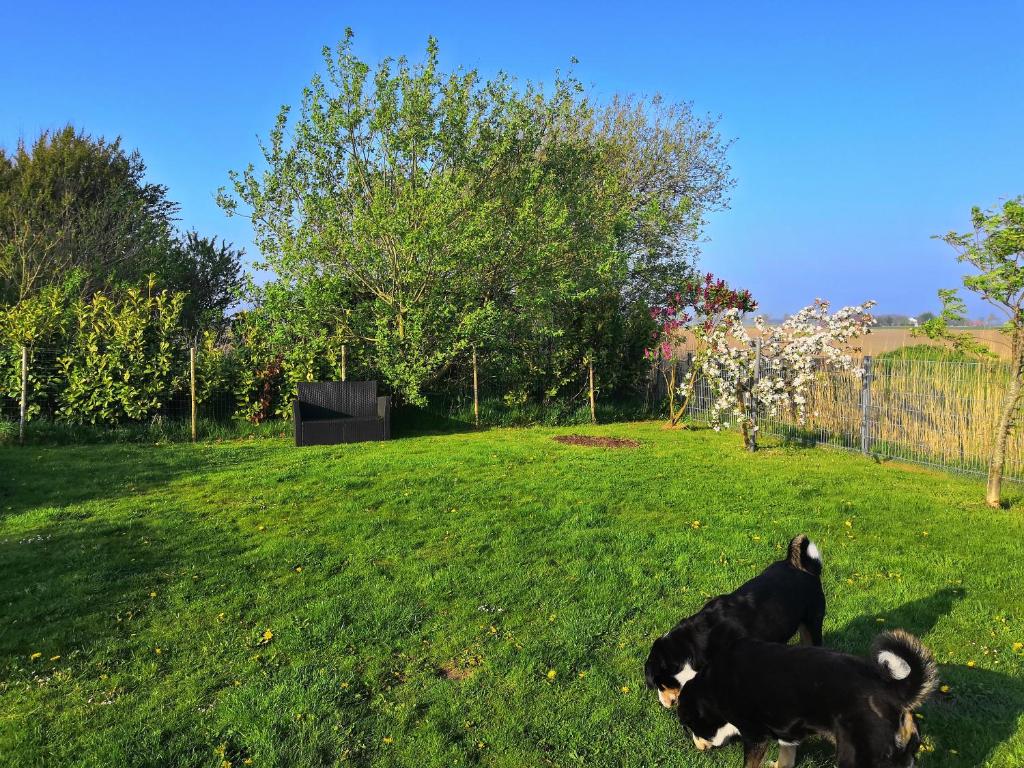 Ferienhaus Mia, Urlaub mit Hund, eingezäunter Garten, Friedrichskoog-Spitze photo 3