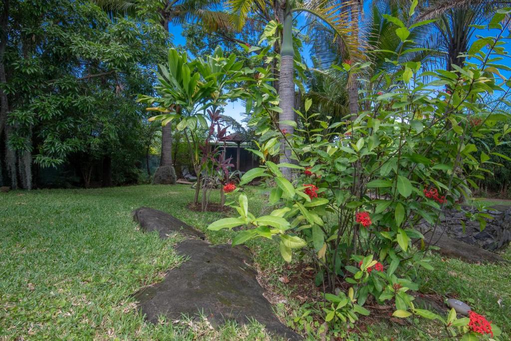 Baobab et Palmiers photo 3