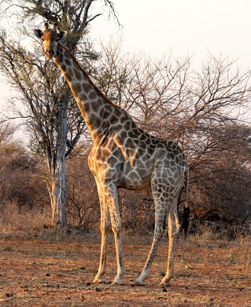 Kwele Game Lodge photo 3