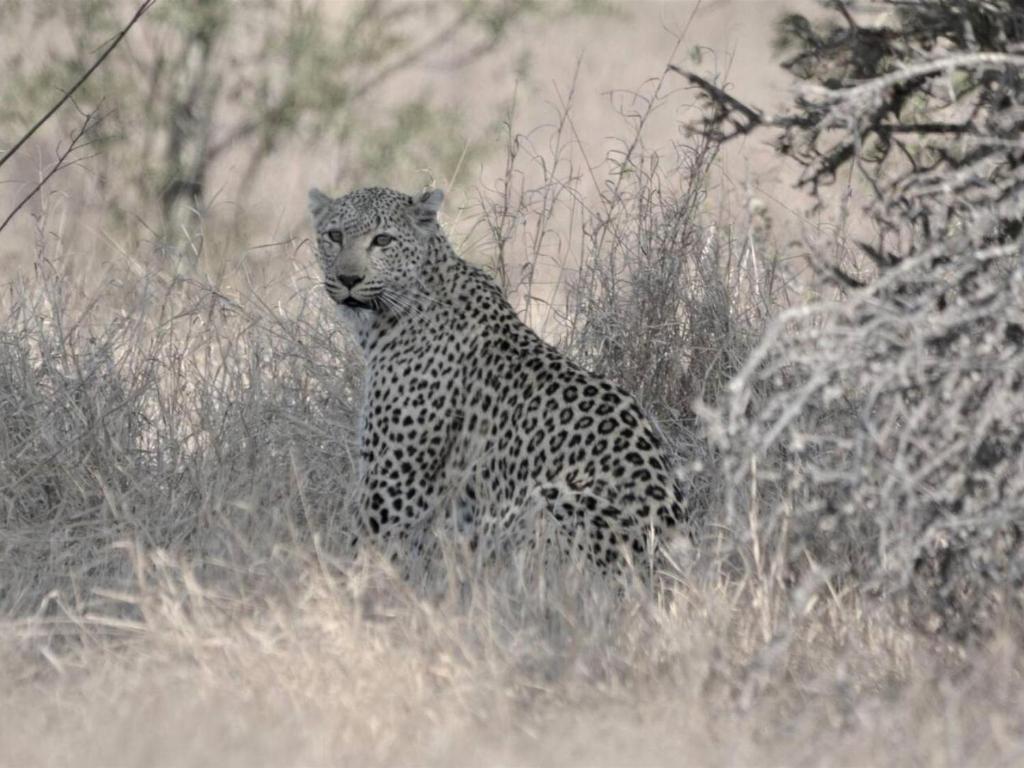 Kruger Nights photo 4