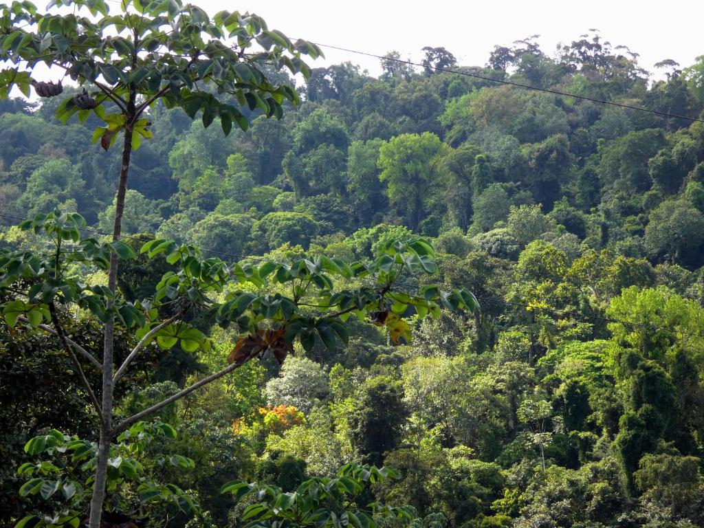 Tapiru's House - Bahia Drake photo 4