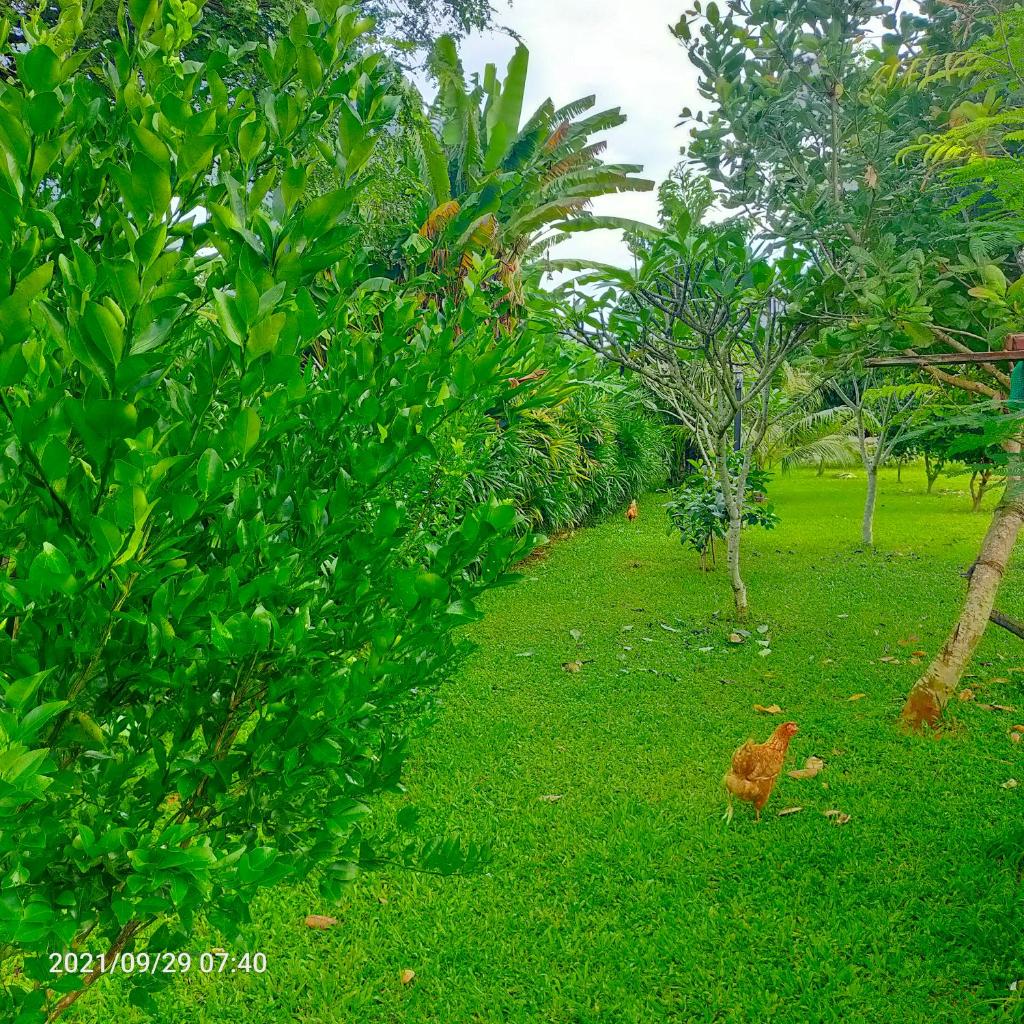 Davy Cottage Phuket photo 3