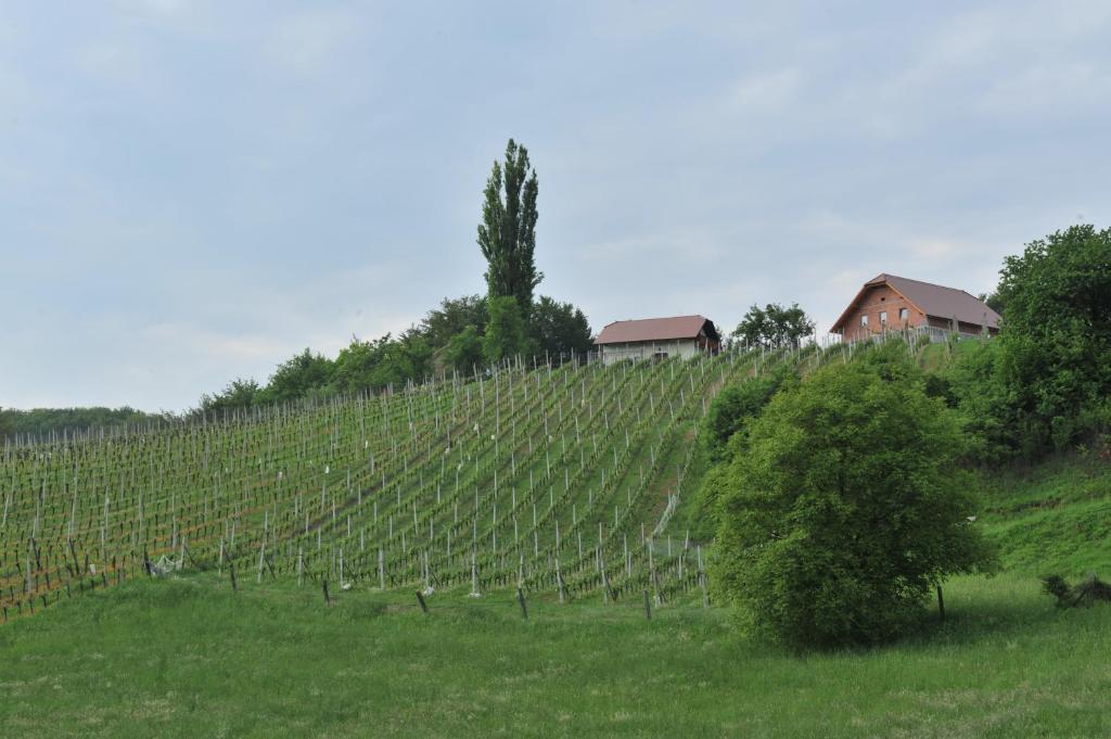 Vineyard Cottage Keglic photo 3