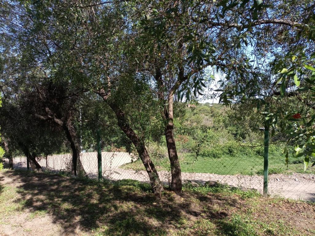 La mandarina photo 4
