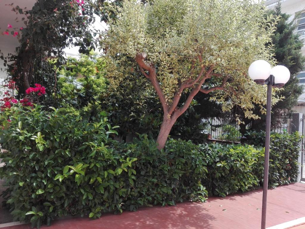 La magnolia photo 4