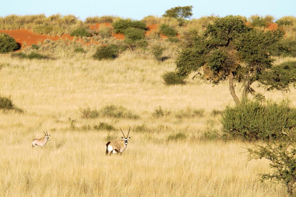 Gondwana Kalahari Anib Lodge photo 4