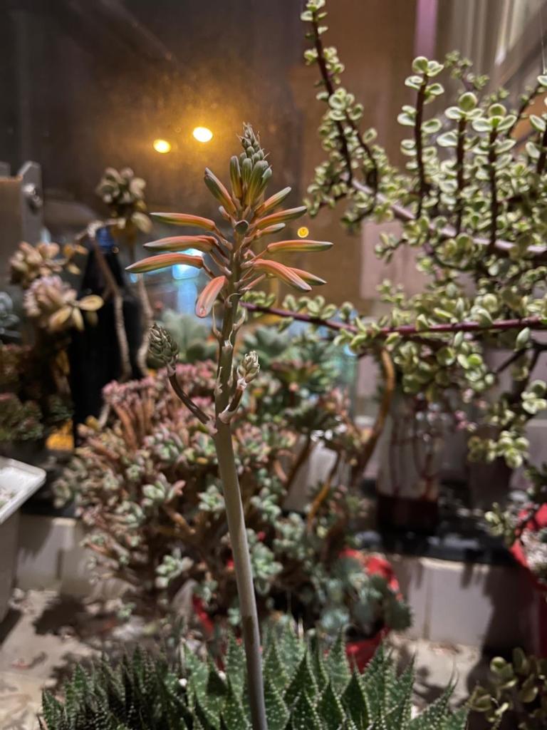 Selena Dalat Homestay