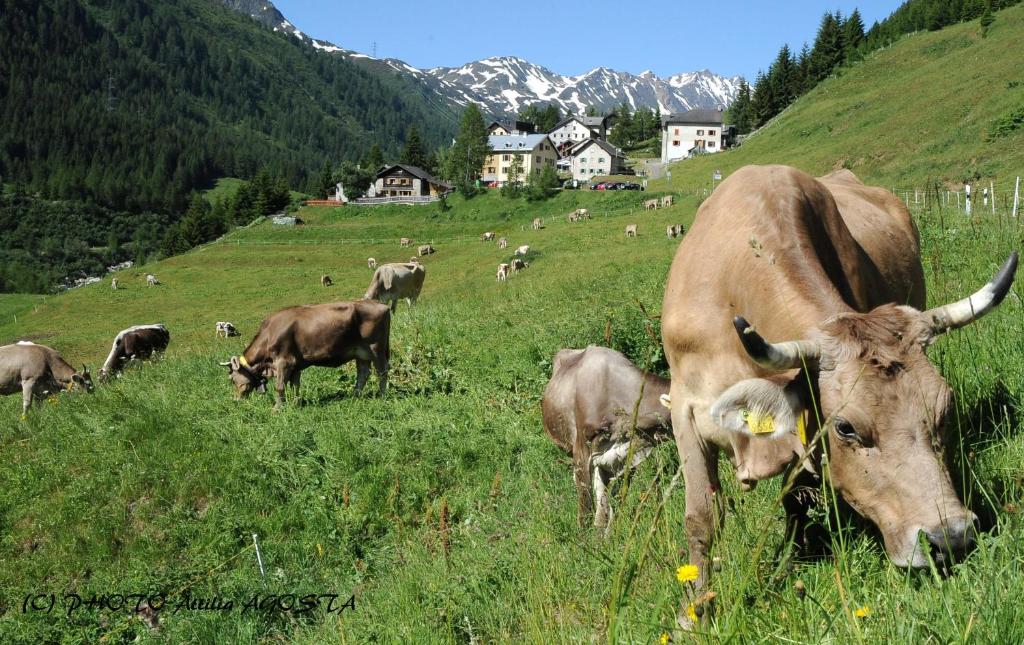 "CHALET dei FIORI" rooms photo 2