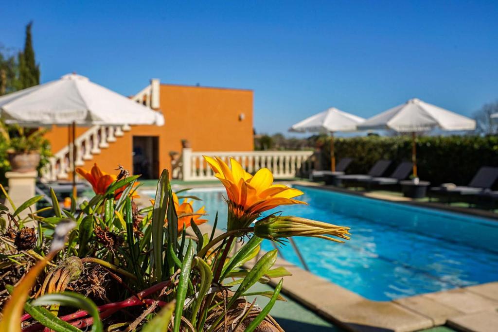 Villa Ses Porrasses photo 4