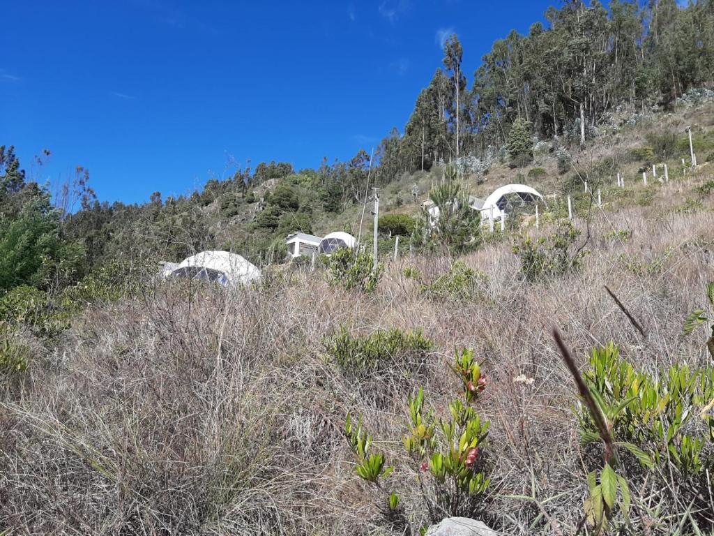 Glamping NIDO VERDE photo 4