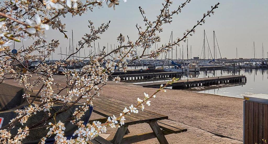 Hus m gaard have, 25m fra havet, havn, Strand, High speet internet, restauranter photo 4