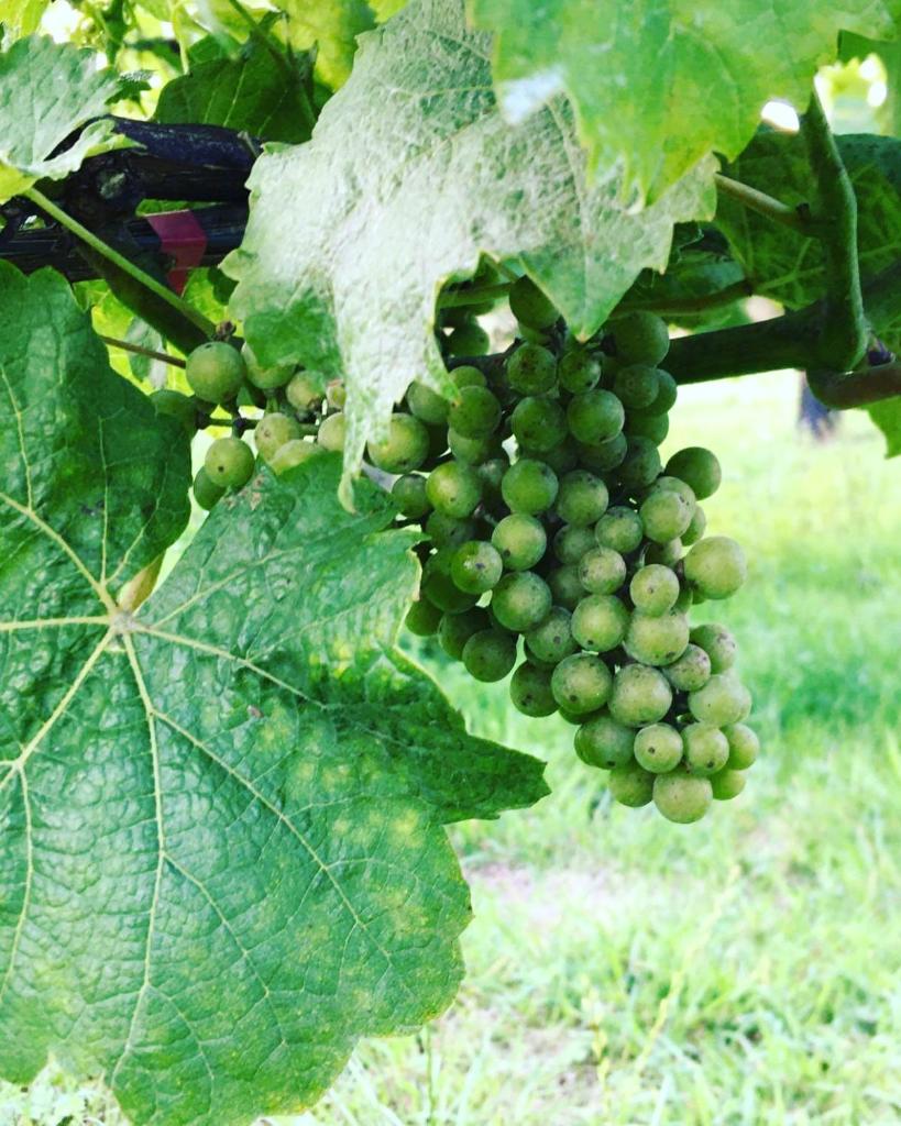 Come & Stay on a Real Norfolk Vineyard - Tap to explore photos