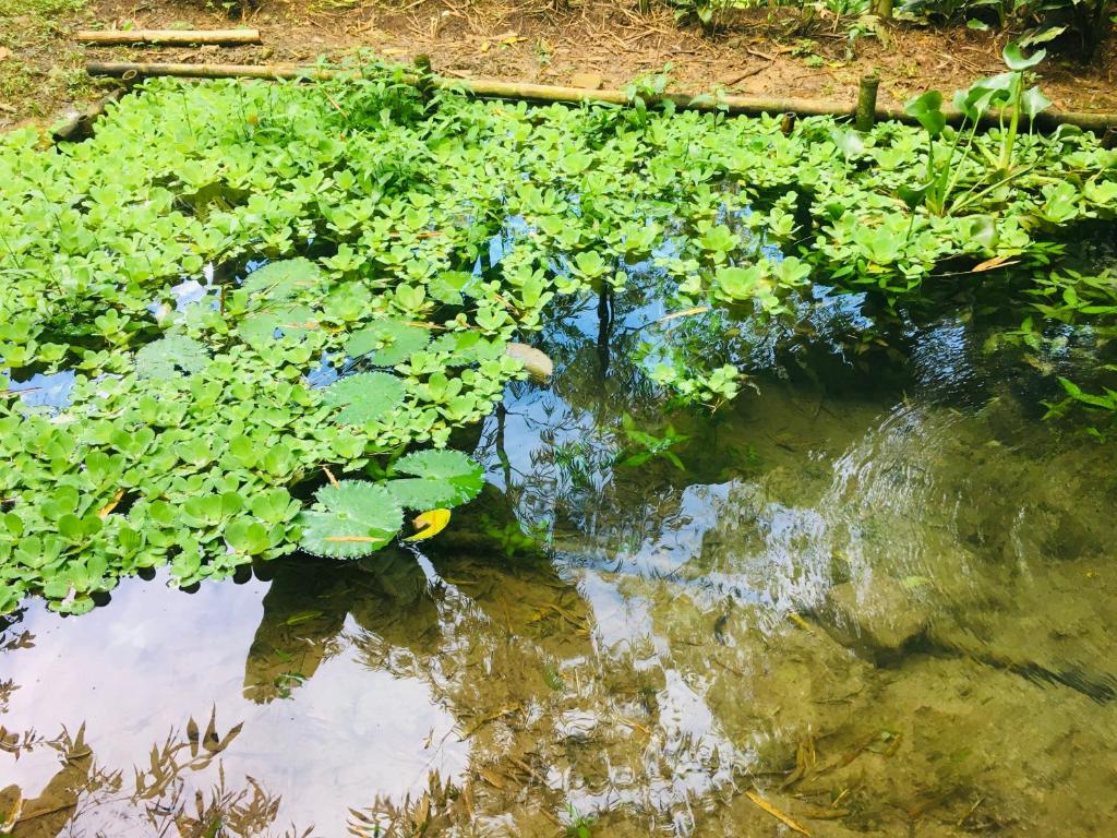 Kaliawiri Bird Lodge & reserve photo 3