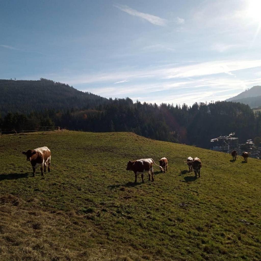 s'heimatgfühl photo 2