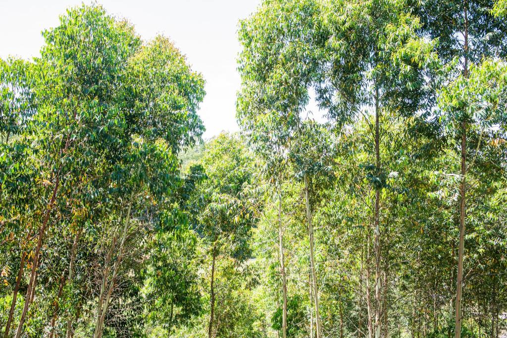 Casa Container FIGO em meio a natureza na Serra Gaúcha photo 1