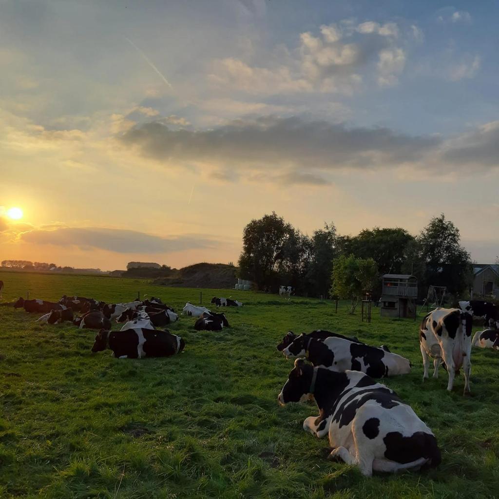 B&B De Hemelse Polder photo 4