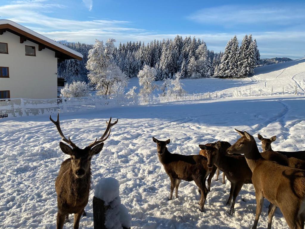 Berghof Haselsberger photo 1
