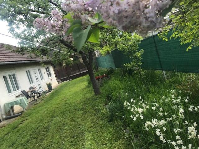 Casuta Sanatatii photo 3