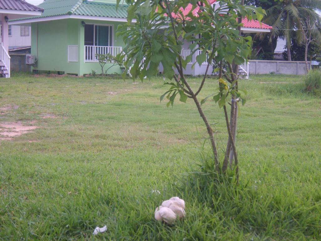 Chomna Resort photo 4
