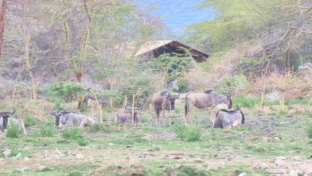 Africa Safari Lake Manyara located inside a wildlife park photo 1