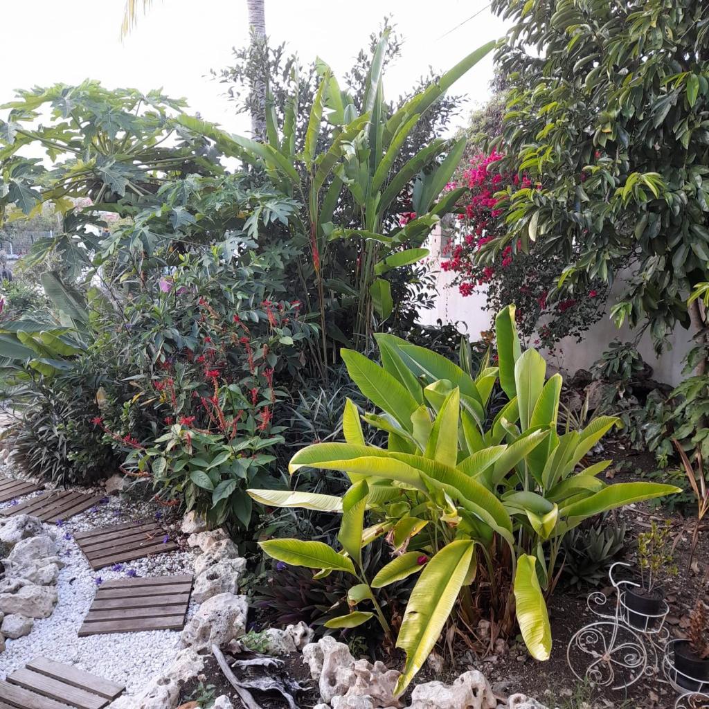 Ti Colibri photo 1