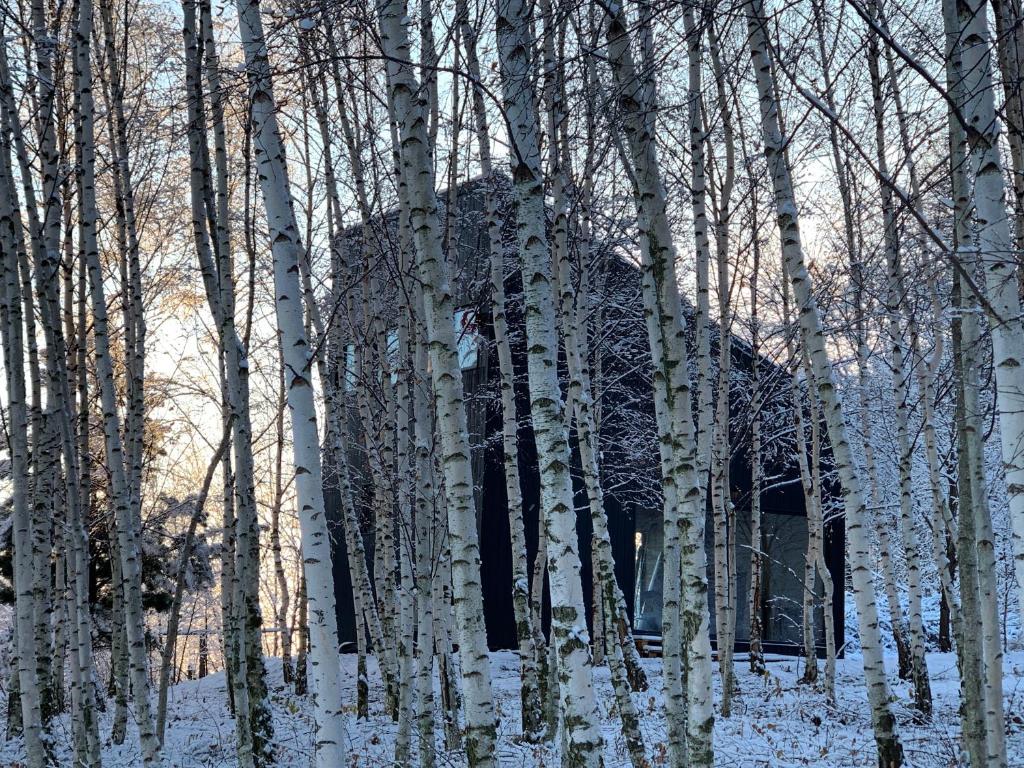 Drewniany dom w brzozowisku photo 1