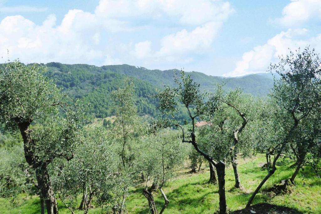 Holiday home Villa del Pino, Massarosa photo 3