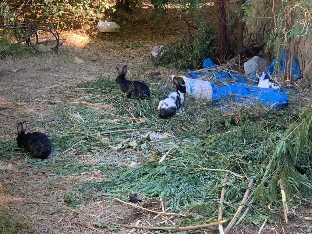 Nubian Farm Aswan photo 1