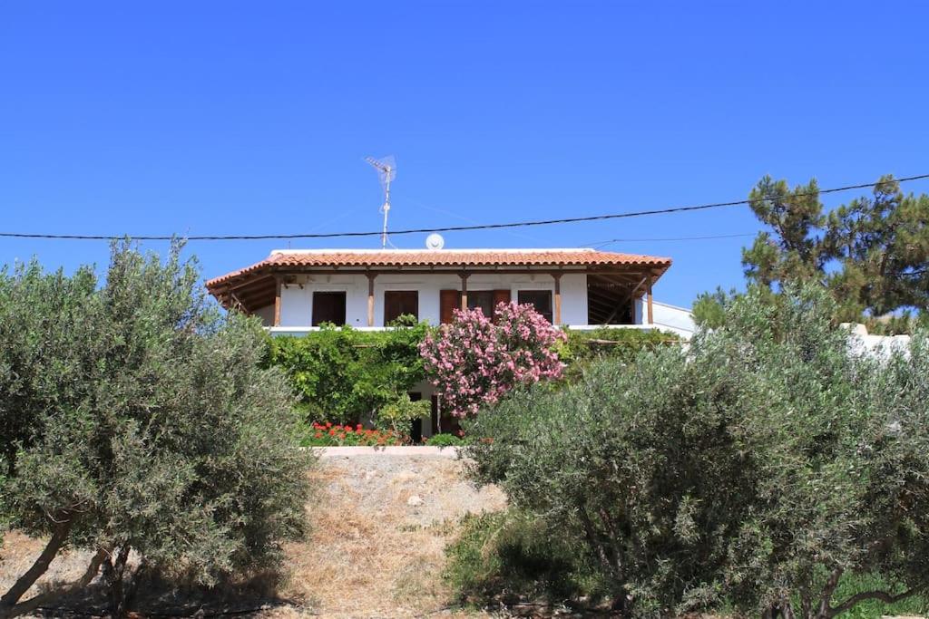 Traditional Olive House photo 1