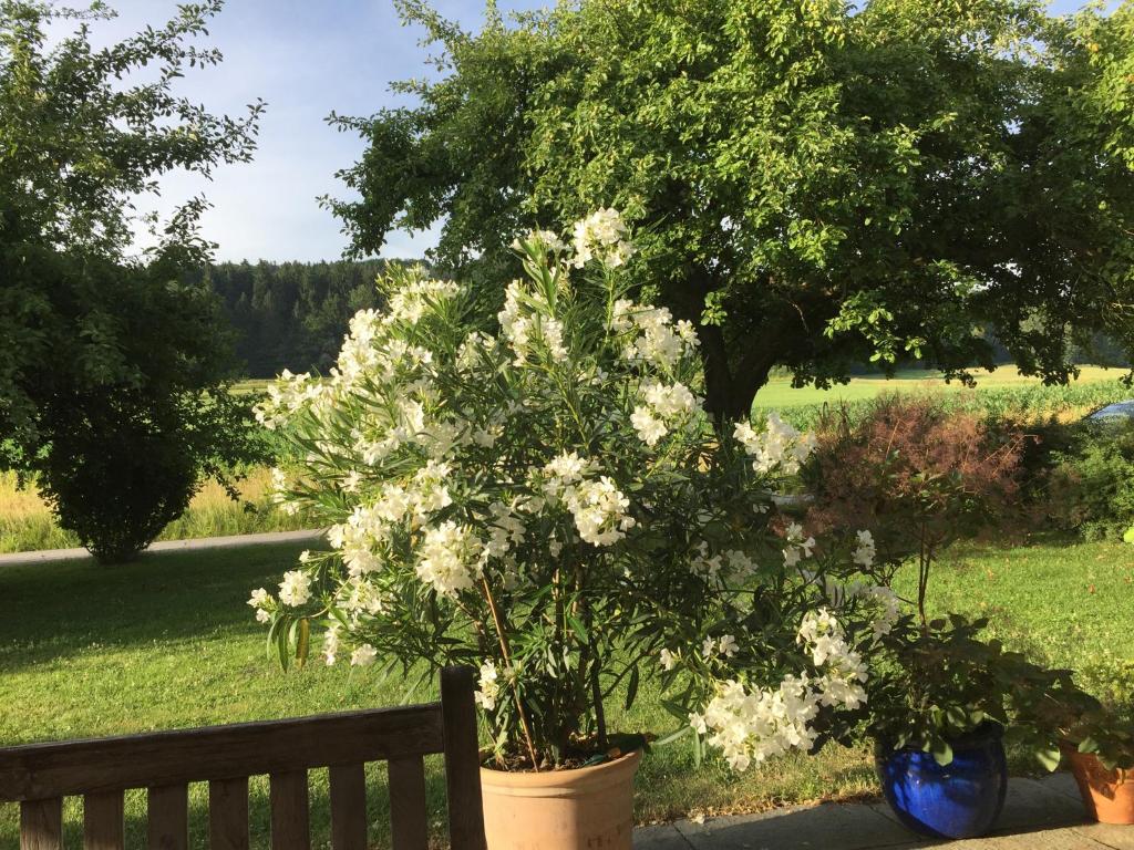 Haus Irmgard photo 4