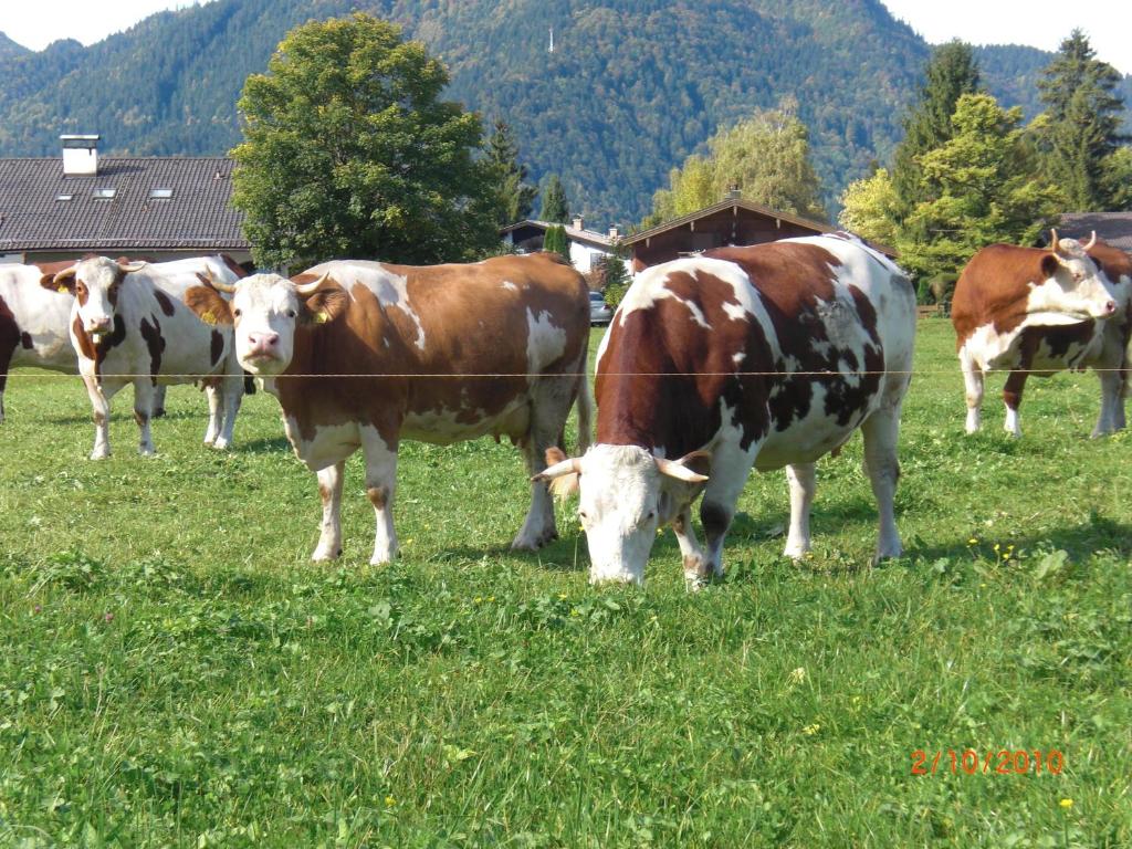 Familien-Bauernhof-Berghammer photo 4