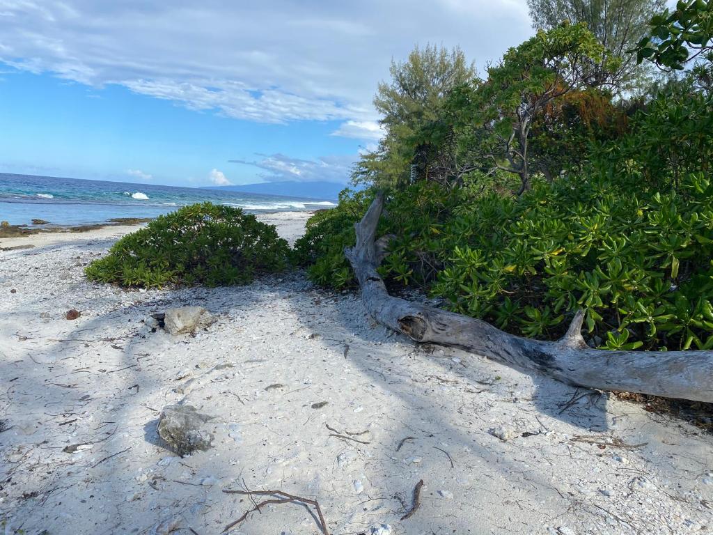 Moorea Chill House And Beach photo 1